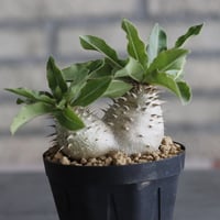 Pachypodium  makayense (3号鉢)  no.705/126