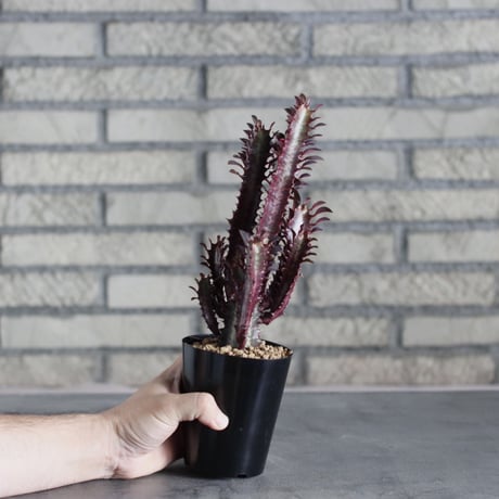 Euphorbia trigona f. rubra  / 紅彩雲閣 (3号)  no.719/143
