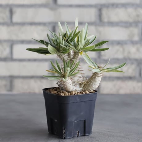 Pachypodium gracilius (3号鉢)  no.705/115