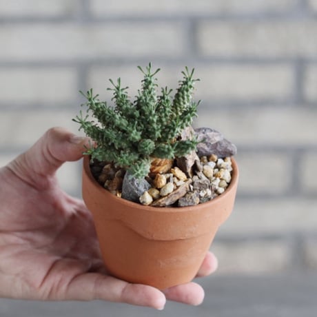 Euphorbia clavarioides × YAMABACHI (3号) no.1004/123