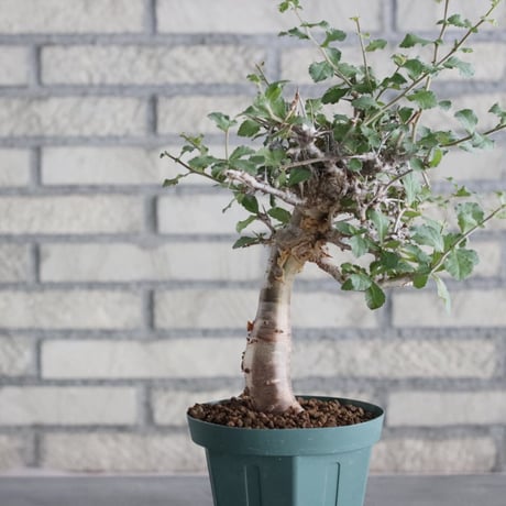 Commiphora wightii (4.5号)   no.830/47