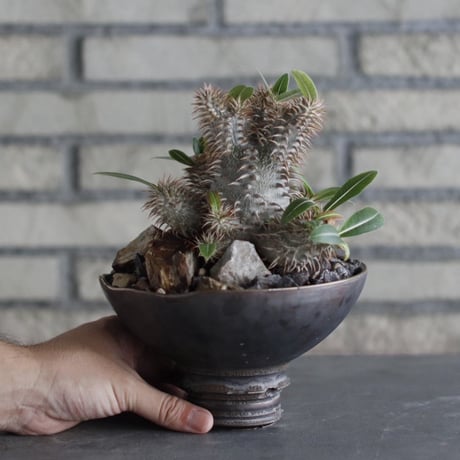 Pachypodium 大黒×makayense × takero pot (5.5号)  no.920/30