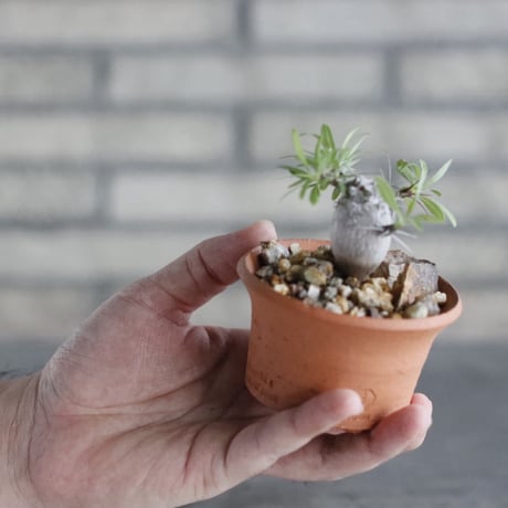 Fouquieria purpusii × N/OH(3号)  no.906/56