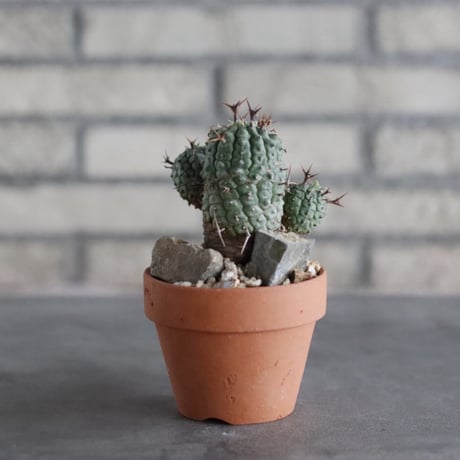 Euphorbia stellispina (群星冠) × YAMABACHI (3号)  no.906/45