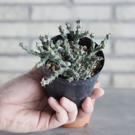 Euphorbia actinoclada (3号) ＋YAMABACHI  no.830/33