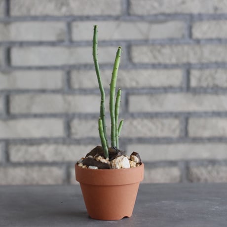 Euphorbia oncoclada × YAMABACHI (3号)  no.1004/116