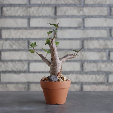 Bursera schlechtendalii × YAMABACHI (3号)  no.913/69