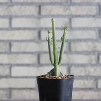 Euphorbia damarana (3号鉢)  no.705/141