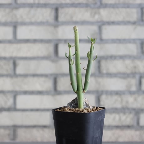 Euphorbia damarana (3号鉢)  no.705/141