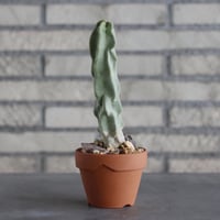 Myrtillocactus geometrizans (竜神木) × YAMABACHI (3号)  no.913/68