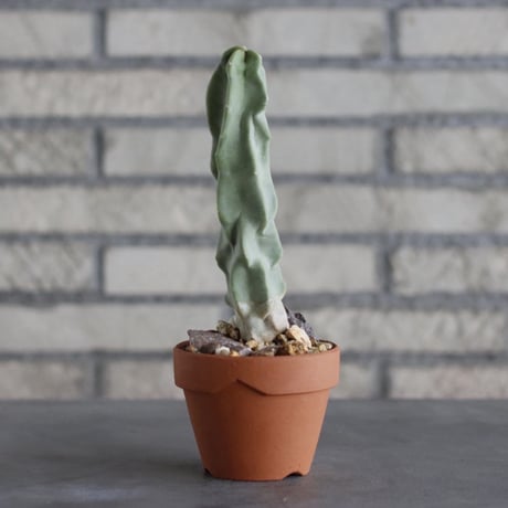 Myrtillocactus geometrizans (竜神木) × YAMABACHI (3号)  no.913/68