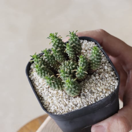 【tres】Euphorbia clavarioides (3号)  no.816/19