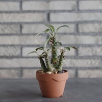 Dorstenia foetida × YAMABACHI(3号)  no.906/30