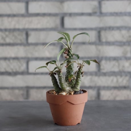 Dorstenia foetida × YAMABACHI(3号)  no.906/30