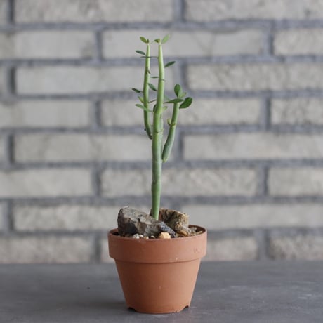 Euphorbia damarana × YAMABACHI (3号)  no.1004/115