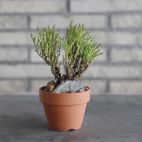 Crassula spp.aff lycopodioides (極姫若緑) × YAMABACHI(3号)  no.906/36