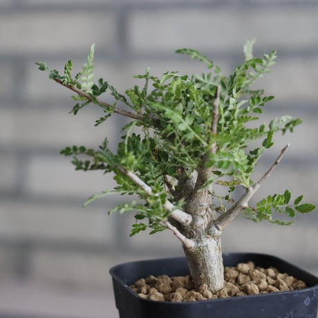 Boswellia neglecta (3号鉢)  no.705/102