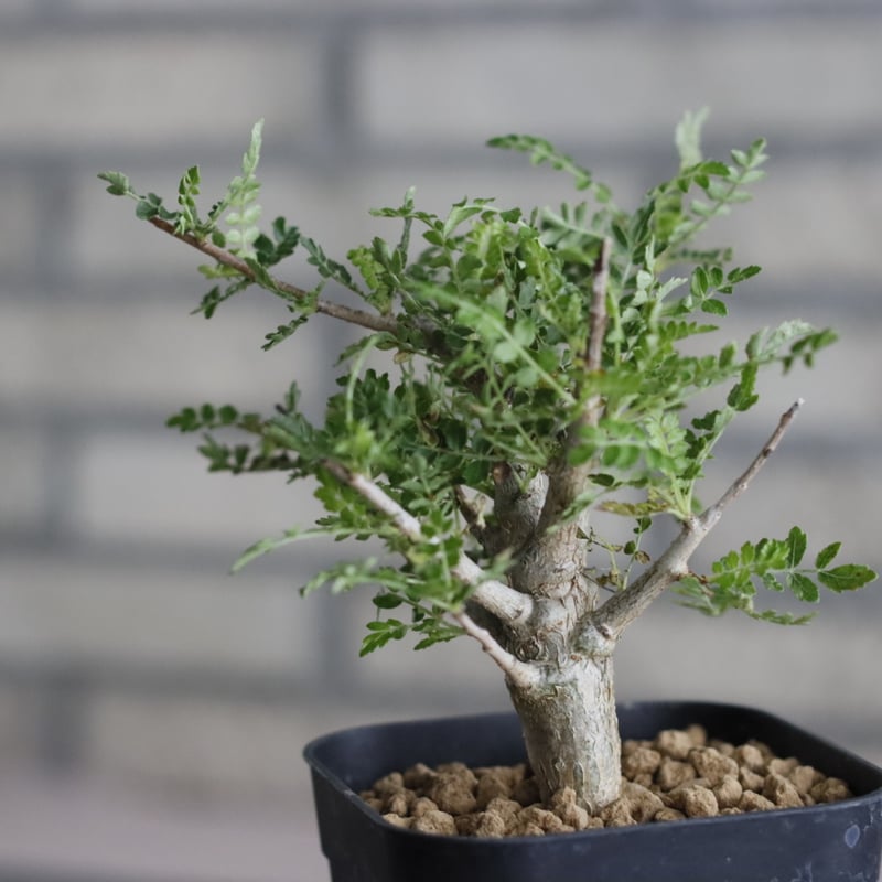 Boswellia neglecta (3号鉢) no.705/102 | 芽の巣山