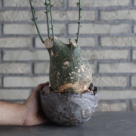 Adenia globosa × takero pot (5.5号)  no.920/28