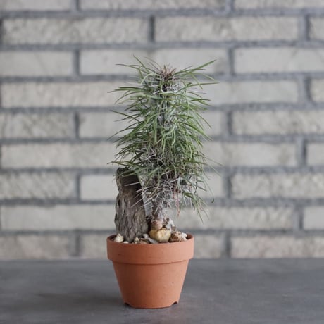 Didierea madagascariensis × YAMABACHI (3号)  no.906/33