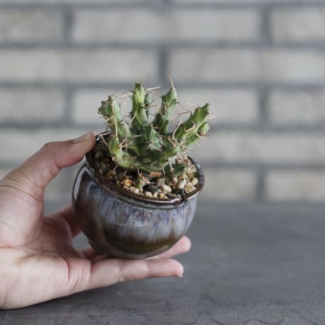 【The One】Euphorbia schizacantha × 安西岳郎 / 中川智治 (3号)  no.823/26