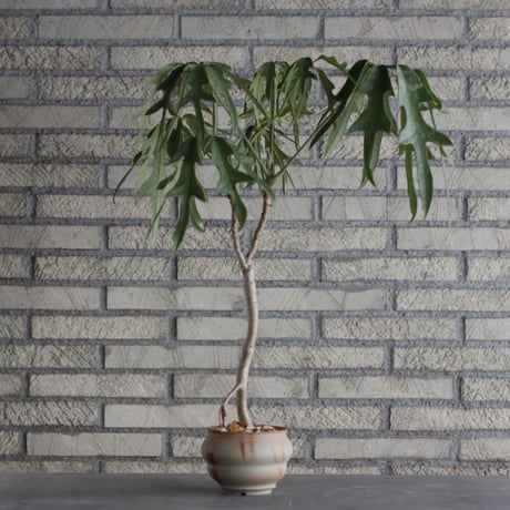 Schefflera actinophylla cv. Nova × TAKERO NO TORUKO (4号)  no.920/27