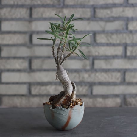 Pachypodium succulentum × TAKERO NO TORUKO (3.5号)  no.920/32