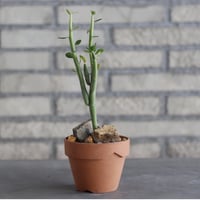 Euphorbia damarana × YAMABACHI (3号)  no.1004/115