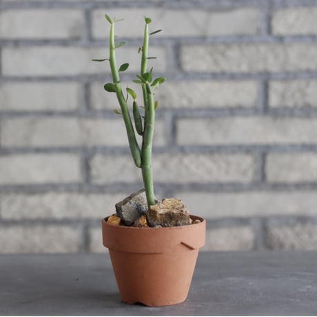 Euphorbia damarana × YAMABACHI (3号)  no.1004/115