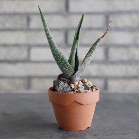 Aloe schoelleri × YAMABACHI(3号)  no.906/43