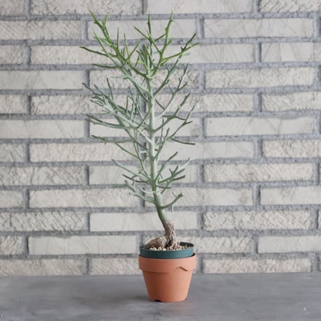 Euphorbia arahaka (3号) ＋YAMABACHI  no.830/1