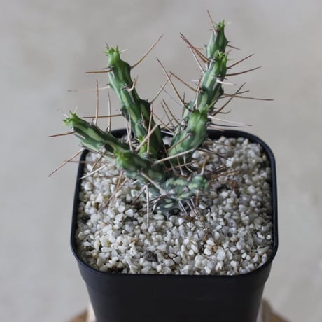 【tres】Euphorbia actinoclada (3号)  no.816/31