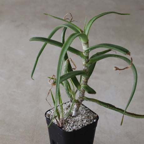 【tres】Aloe microdonta (3号)  no.816/40