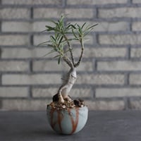 Pachypodium succulentum × TAKERO NO TORUKO (3.5号)  no.920/32