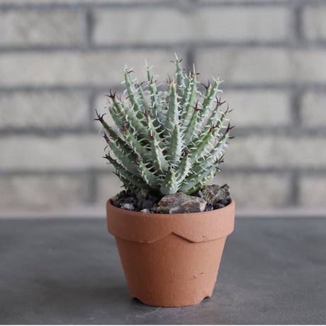 Aloe melanacantha ssp. var. erinacea  × YAMABACHI (3号)  no.712/26