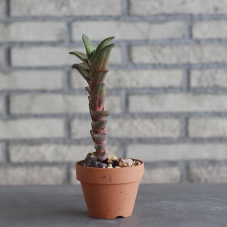 Gasteria rawlinsoni × YAMABACHI (3号)  no.1004/113