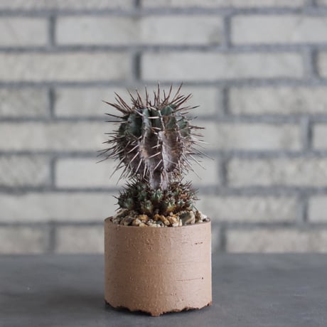 Euphorbia horrida (赤刺マジョール) × N/OH (3号)  no.906/10