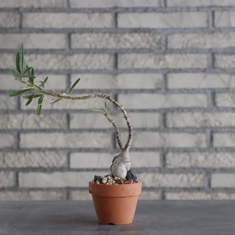 Pachypodium succulentum × YAMABACHI(3号)  no.906/19