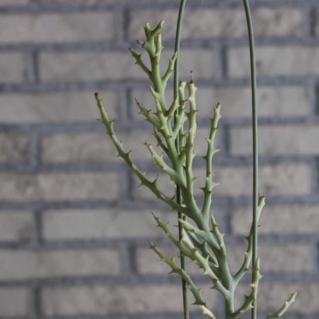 Euphorbia stenoclada × YAMABACHI (3号) no.927/57