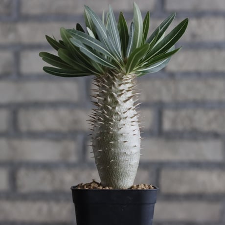 Pachypodium Inopinatum (3号鉢)  no.705/121