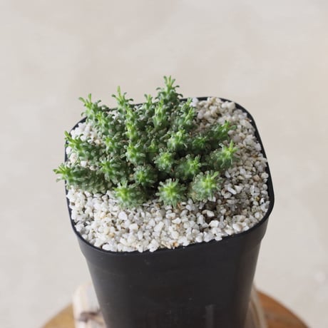 【tres】Euphorbia clavarioides (3号)  no.816/20