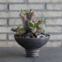 Pachypodium 大黒×makayense × takero pot (5.5号)  no.920/30