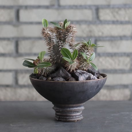 Pachypodium 大黒×makayense × takero pot (5.5号)  no.920/30