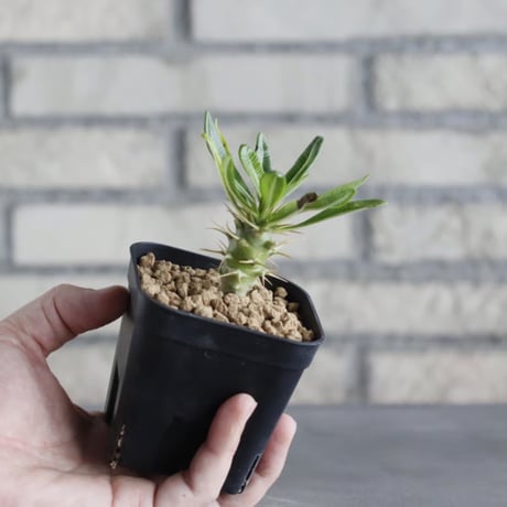 Pachypodium ambongense (3号鉢)  no.705/135
