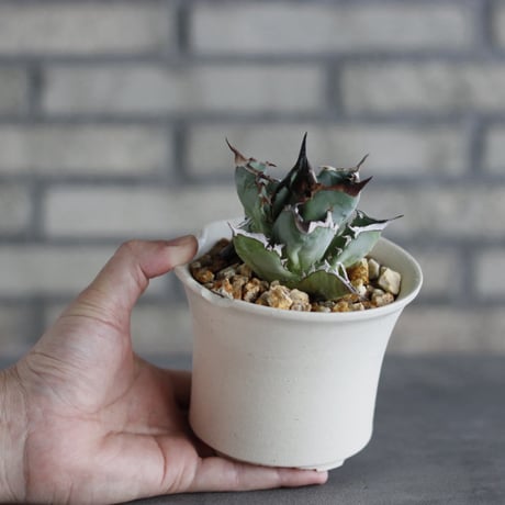 Agave sp. No.1 × N/OH (3.5号)  no.920/16