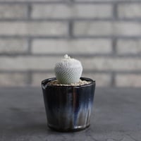 【TAKATAKA】Epithelantha bokei (小人の帽子) × 安西岳郎 / 中川智治 (3号)  no.823/35