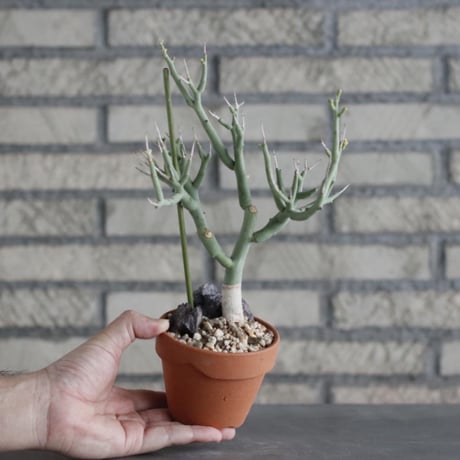 Euphorbia lignosa × YAMABACHI (3号)  no.906/24