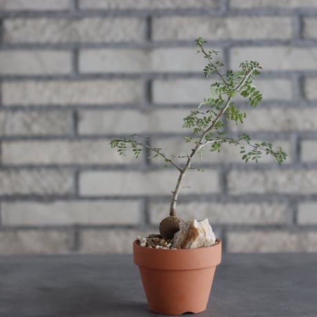 Bursera aptera × YAMABACHI (3号)  no.906/32