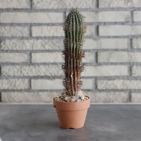 Euphorbia stellispina (秋星冠) × YAMABACHI (3号) no.712/7