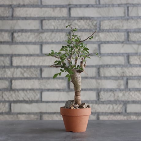 Bursera fagaroides × YAMABACHI (3号)  no.906/16